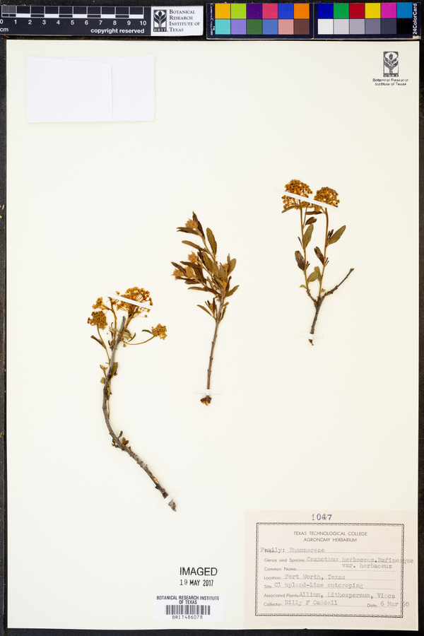 Ceanothus herbaceus var. herbaceus image