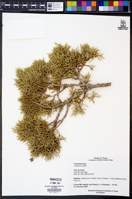 Juniperus ashei image