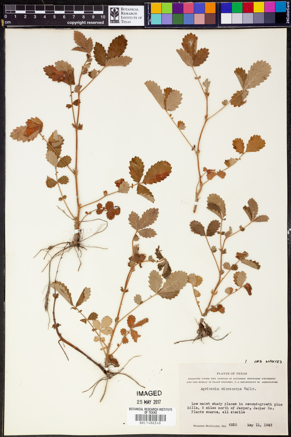 Agrimonia microcarpa image