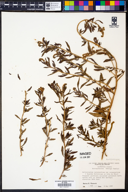 Heliotropium curassavicum var. curassavicum image