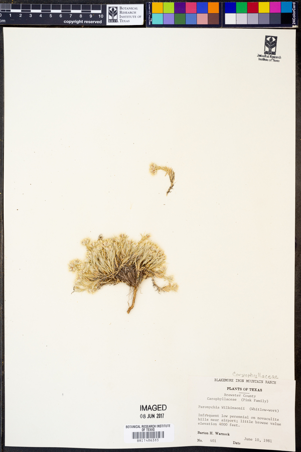 Paronychia wilkinsonii image