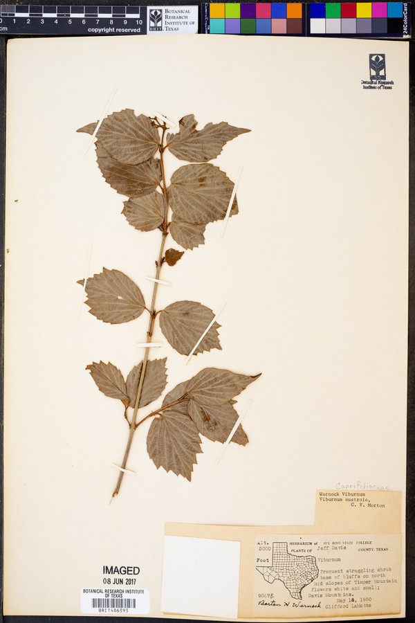 Viburnum australe image
