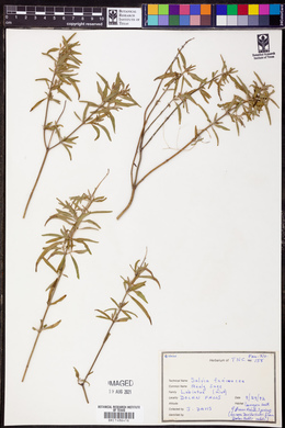 Salvia farinacea image