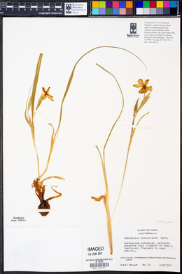 Nemastylis geminiflora image