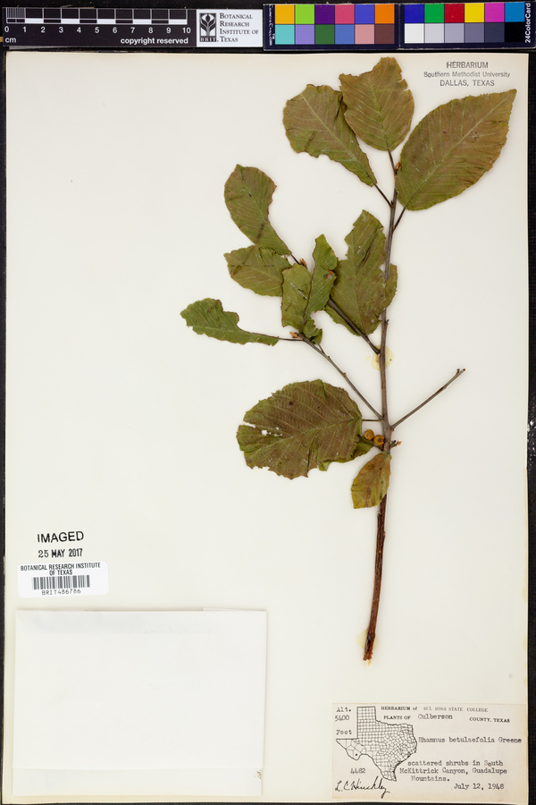 Rhamnus betulaefolia image