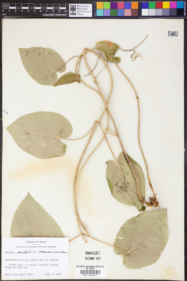 Matelea decipiens image