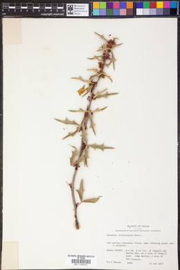 Alloberberis trifoliolata image