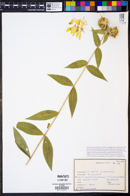 Silphium radula image