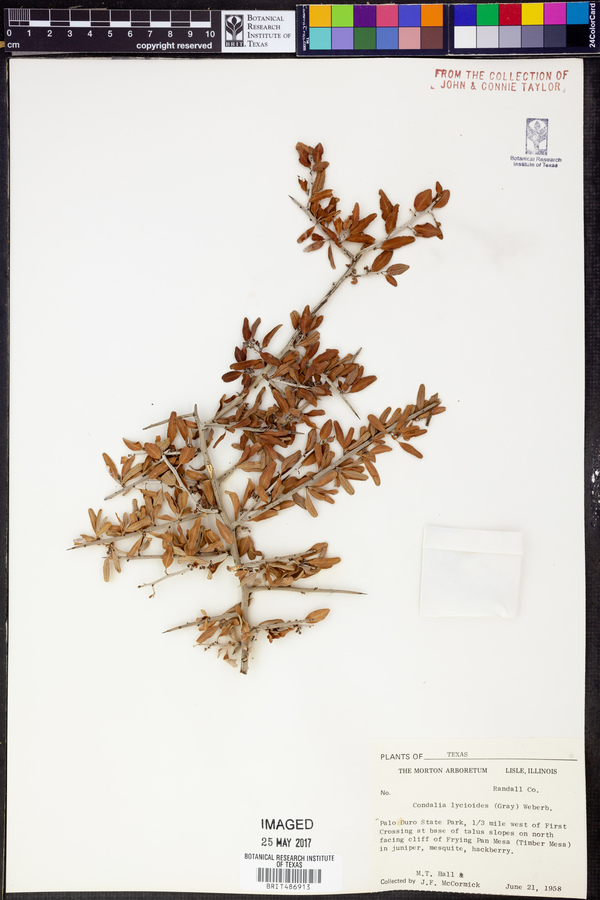 Sarcomphalus obtusifolius var. obtusifolius image