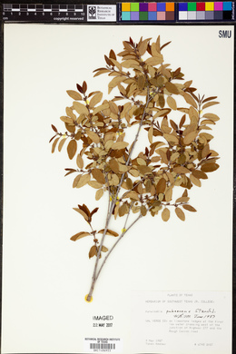 Karwinskia pubescens image