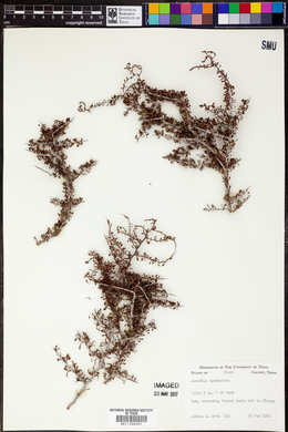 Condalia spathulata image