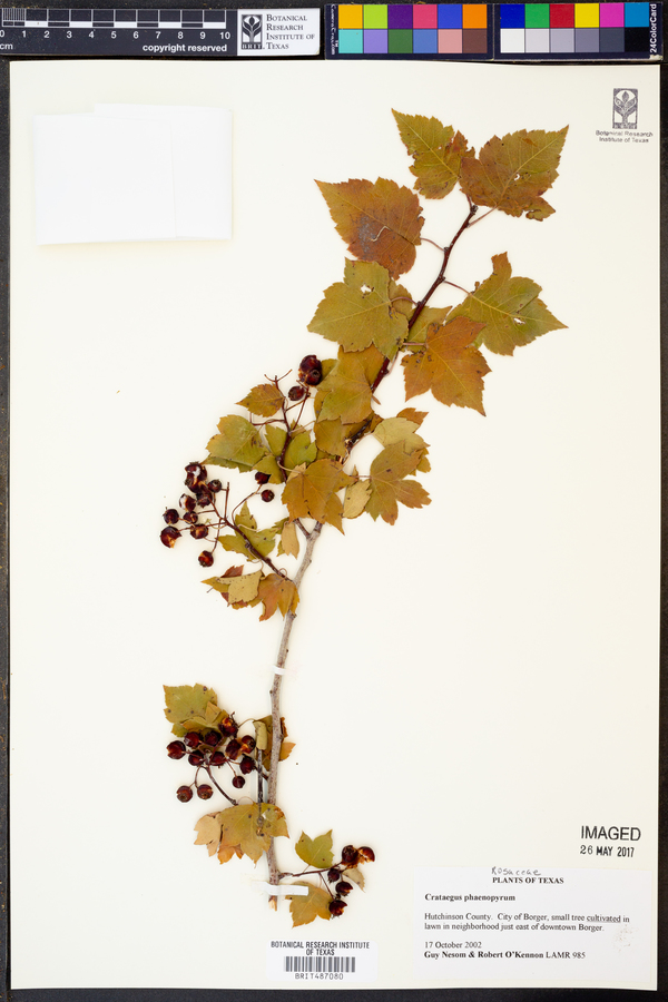 Crataegus phaenopyrum image