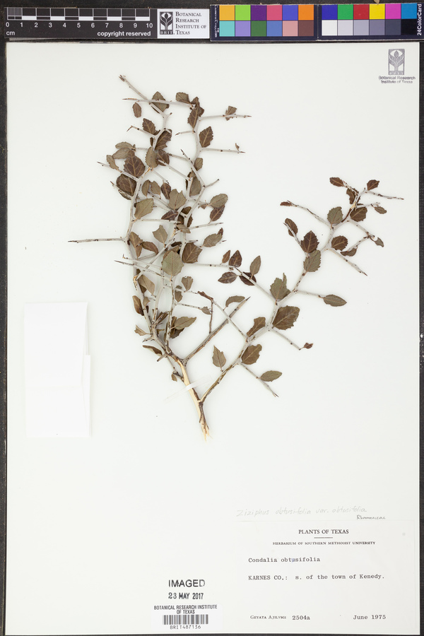 Sarcomphalus obtusifolius var. obtusifolius image