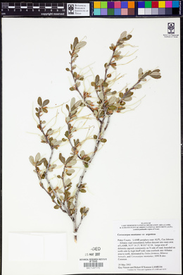 Cercocarpus montanus var. argenteus image