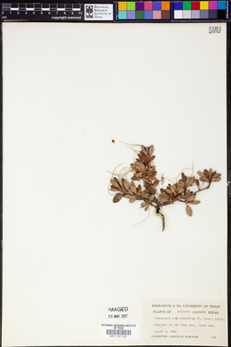 Cercocarpus paucidentatus image