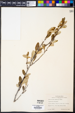 Cercocarpus argenteus image