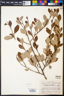 Cercocarpus montanus var. glaber image