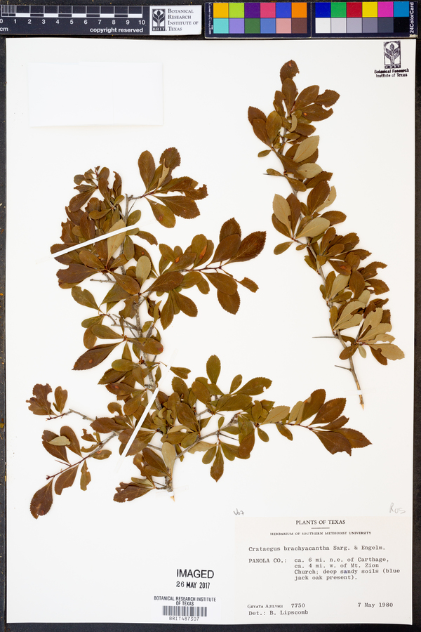 Crataegus brachyacantha image