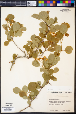 Crataegus viridis image