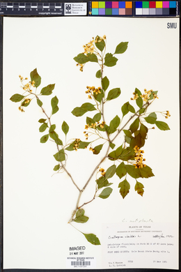 Crataegus viridis image