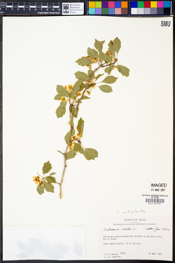 Crataegus antiplasta image
