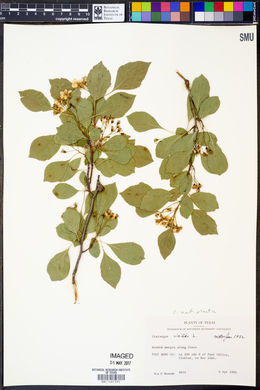 Crataegus viridis image