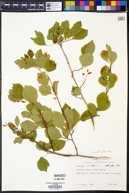 Crataegus viridis image