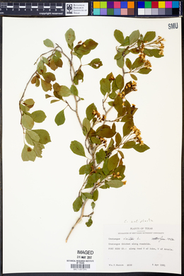 Crataegus viridis image