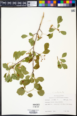 Crataegus viridis image