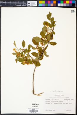 Crataegus viridis image