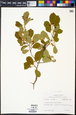 Crataegus viridis image