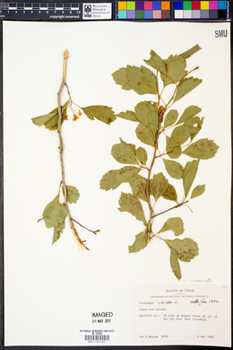 Crataegus viridis image