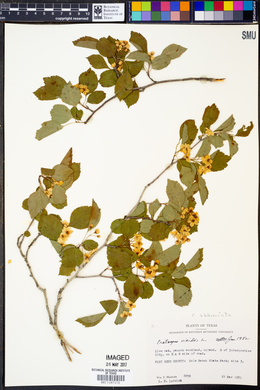 Crataegus viridis image