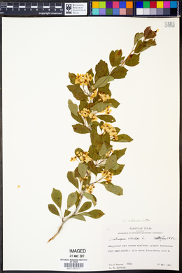 Crataegus viridis image