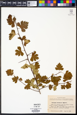 Crataegus marshallii image