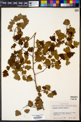 Crataegus marshallii image