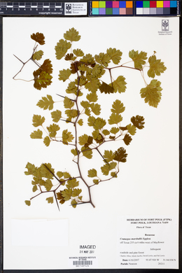 Crataegus marshallii image