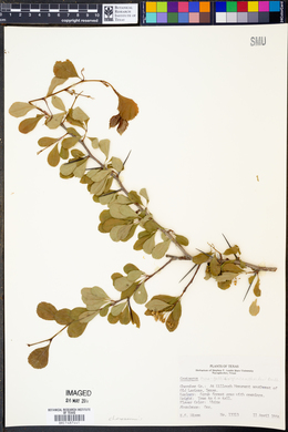 Crataegus crus-galli var. pyracanthifolia image