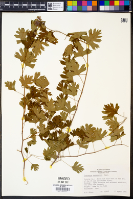 Crataegus marshallii image