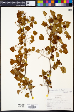 Crataegus marshallii image