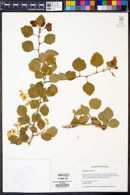 Crataegus viridis image