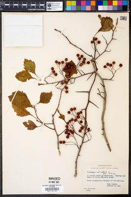 Crataegus viridis image