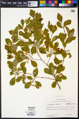 Crataegus viridis image