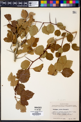 Crataegus viridis image
