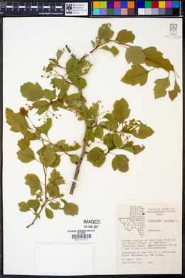 Crataegus viridis image