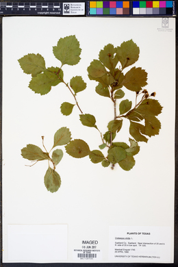 Crataegus viridis image