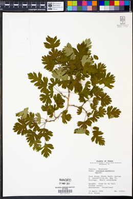 Crataegus marshallii image