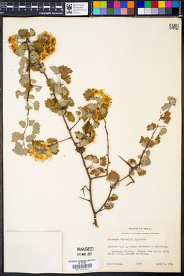 Crataegus marshallii image