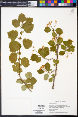 Crataegus viridis image