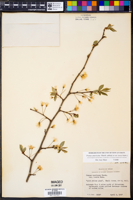 Prunus americana var. lanata image